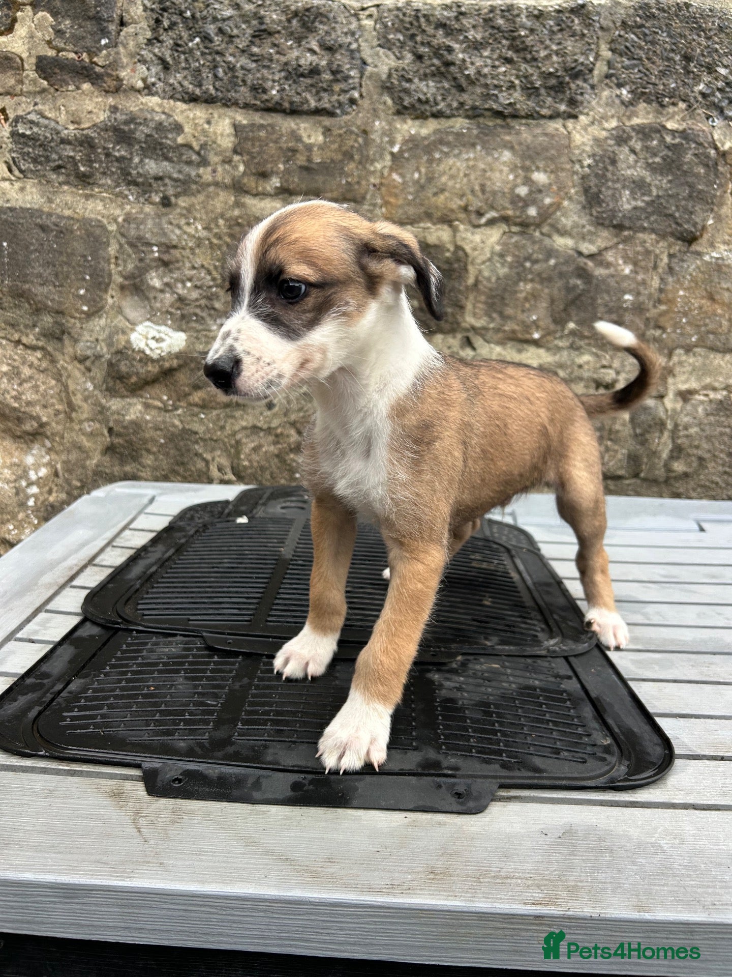 Lurcher dogs Bedlington whippet lurcher pups - Advert 2
