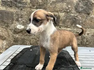 Lurcher dogs Bedlington whippet lurcher pups - Advert 2