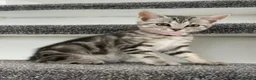 Mixed Breed cats for sale: 4 Lovely Kittens Ready To Join Your Family Today😻 - Advert 3