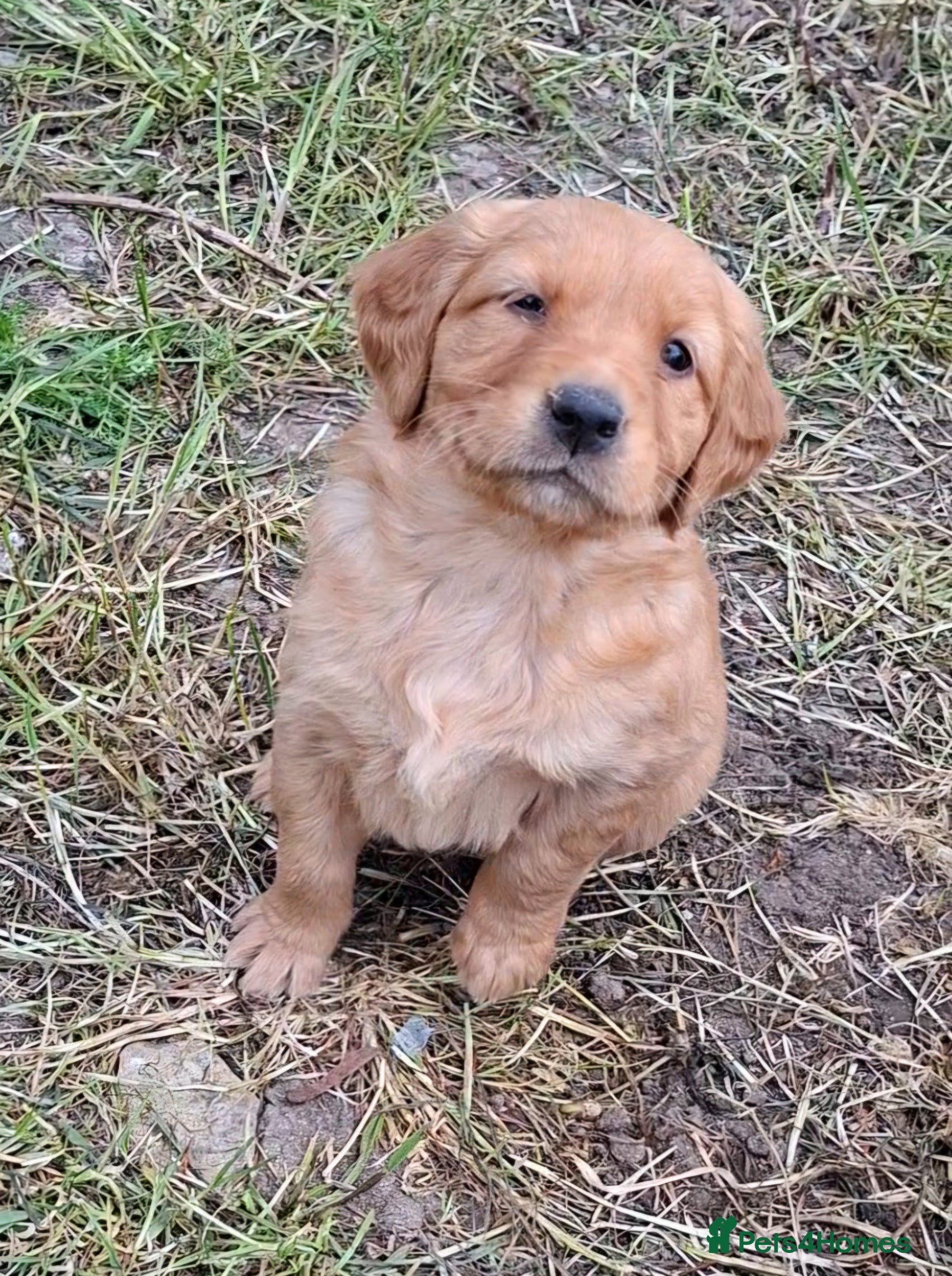 Golden Retriever dogs KC registered golden retriever pups  - Advert 11