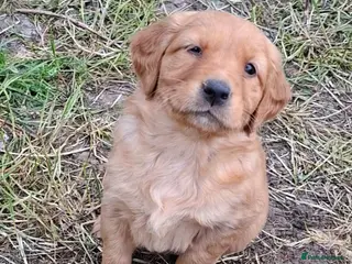 Golden Retriever dogs KC registered golden retriever pups - Advert 3