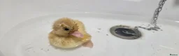 Ducks poultry for sale: X1 mini call duckling  - Advert 4