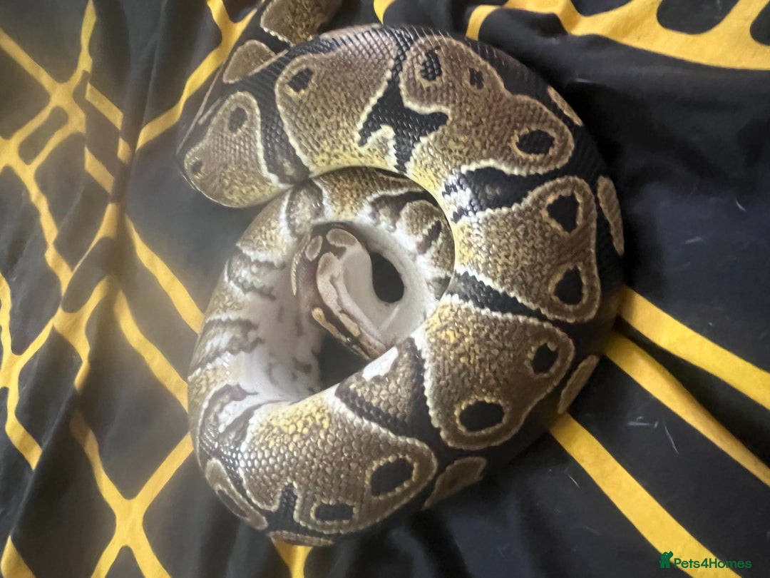 Python Snake reptiles for sale: Snakes w/ full setup - Image 6