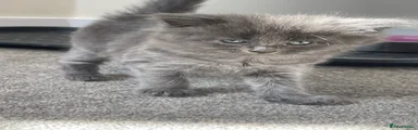 Longhaired Female