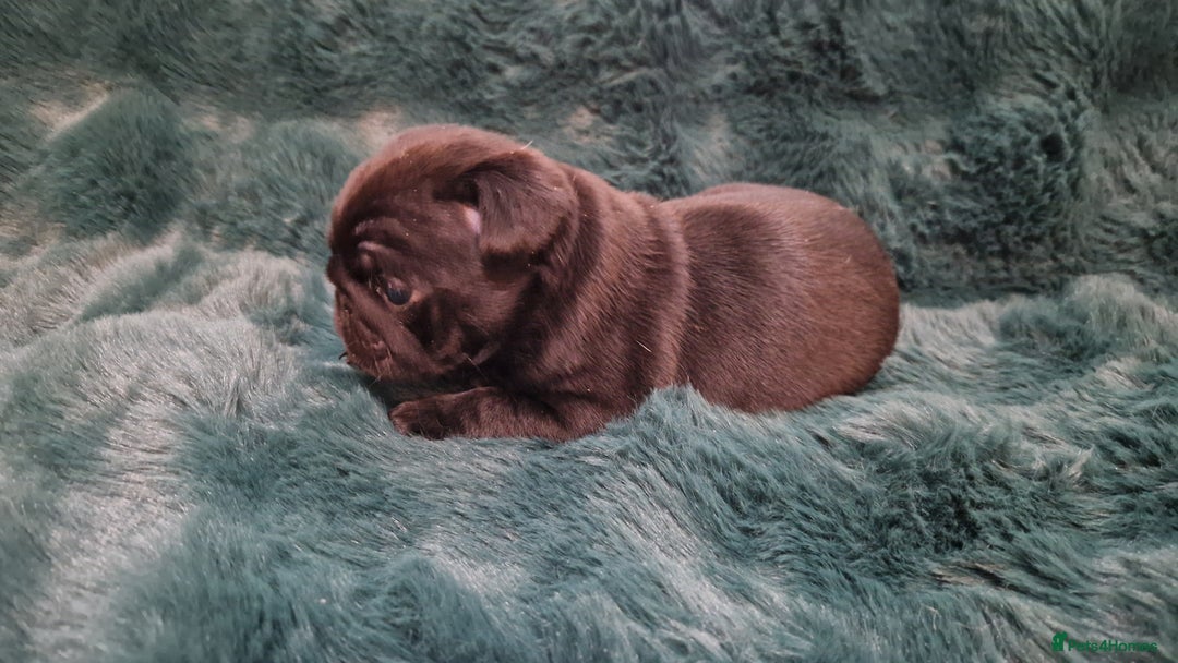 Pug dogs for sale: 2 Adorable pug puppies for sale  - Advert 20