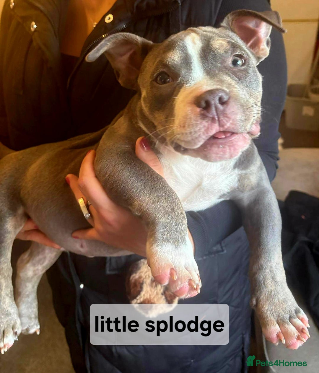 American Bully dogs for sale: Blue & lilac tri pocket bully’s  - Advert 26
