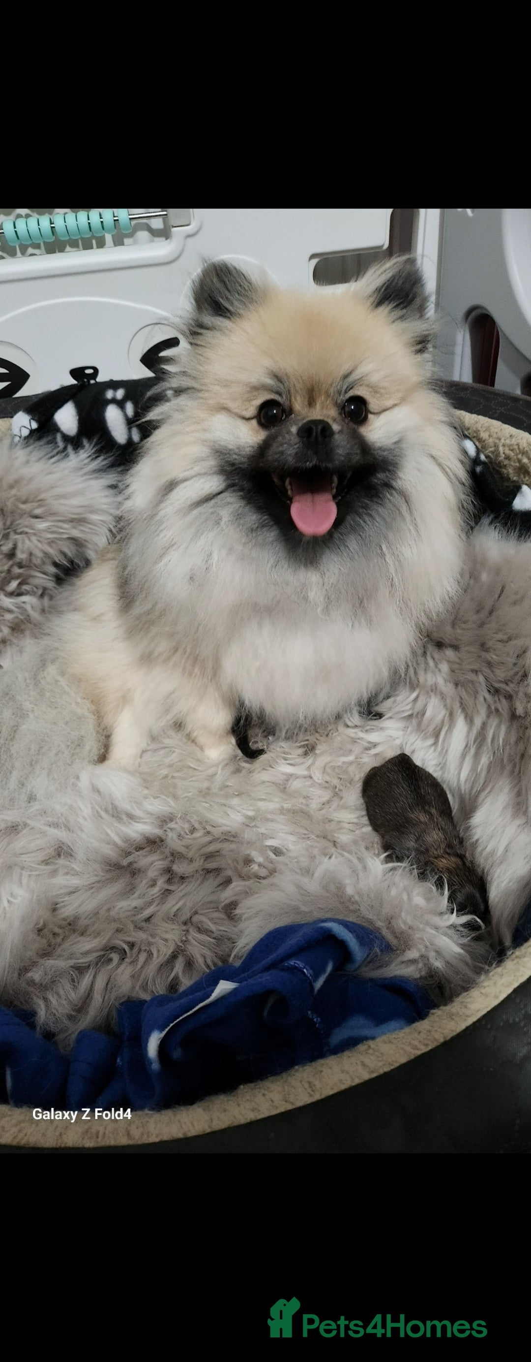 Pomeranian dogs for sale: Tiny Fluff-Balls looking for Forever Homes - Advert 1