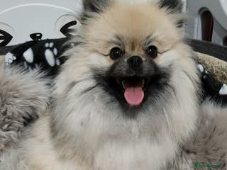 Pomeranian dogs Tiny Fluff-Balls looking for Forever Homes - Advert 5