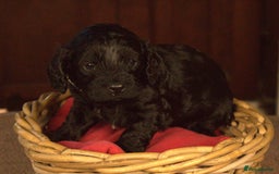 Cavapoo dogs for sale: Gorgeous Cavapoo puppies - Image 9