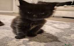 Maine Coon cats for sale: 4 beautiful maine coon babies - Image 3