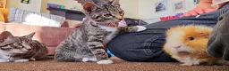 Mixed Breed cats for sale: Bengal cross kittens  - Advert 2