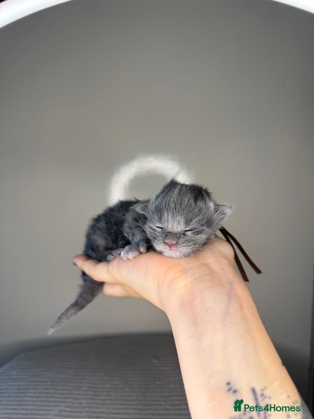 Maine Coon cats for sale: XL maine coon kittens available in Market Rasen - Image 6