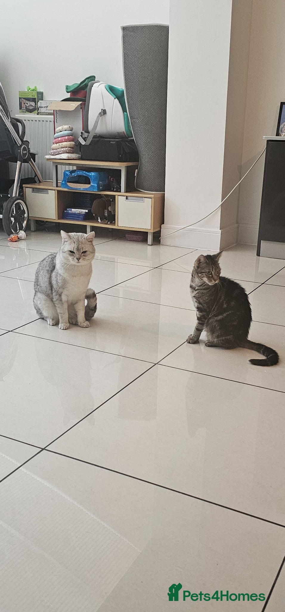American Shorthair cats for sale:  Little treasures with big hearts  - Advert 1