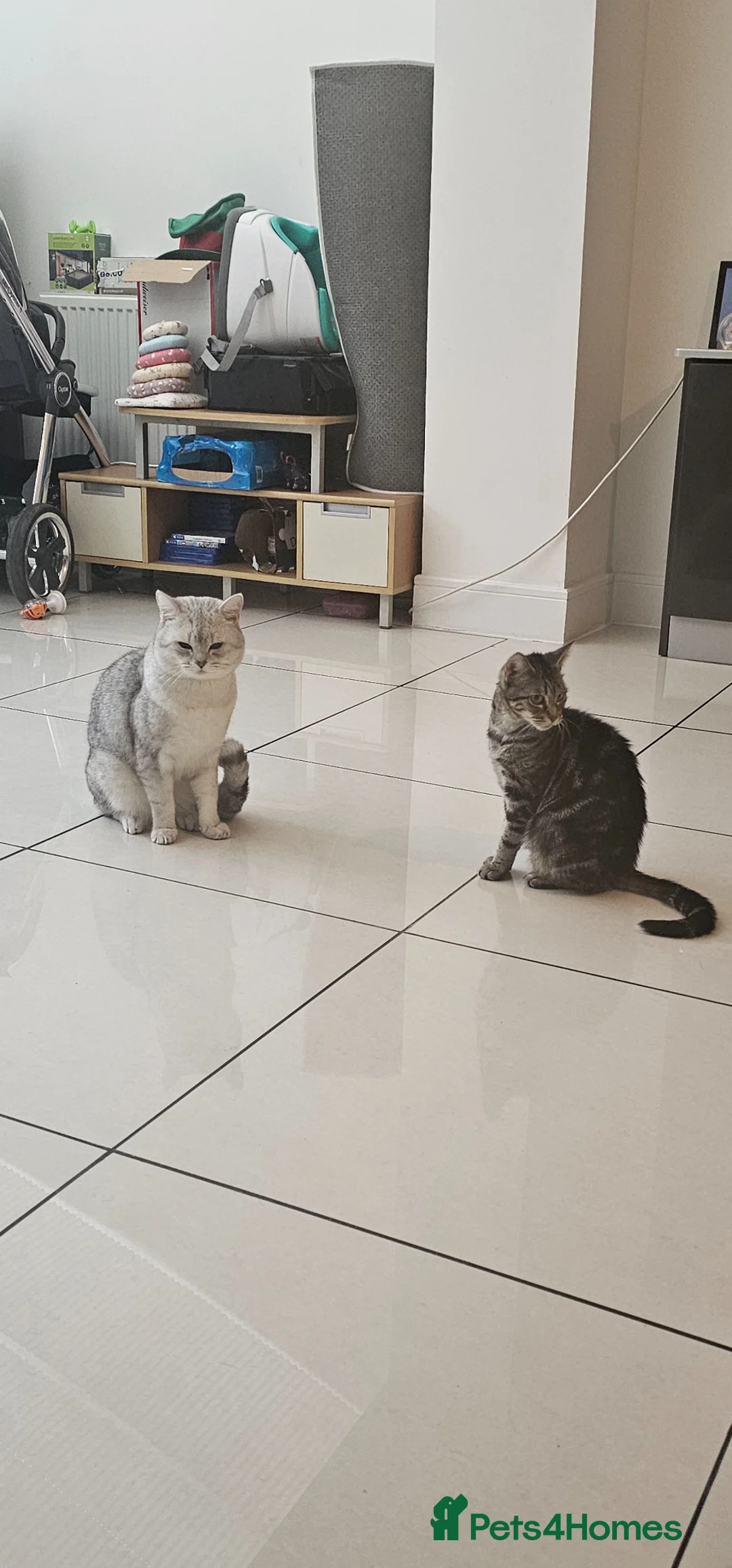 American Shorthair cats for sale:  Little treasures with big hearts  - Advert 1