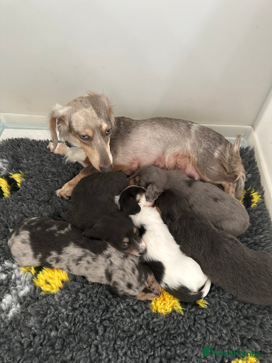 Miniature Dachshund dogs for sale: Long haired miniature dachshund  - Image 15