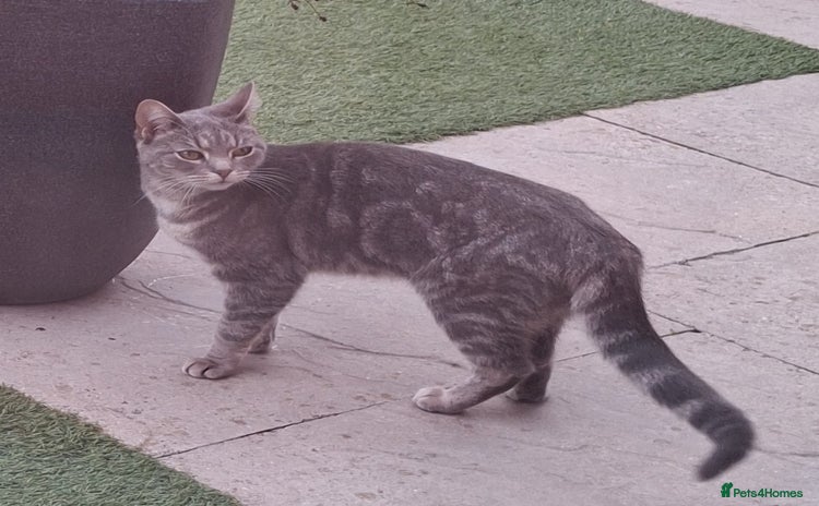 Domestic Shorthair cats Meet Luna - Advert 7