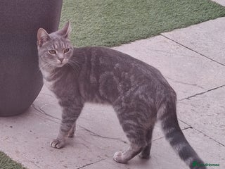 Domestic Shorthair cats Meet Luna - Advert 8