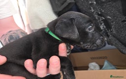 Mixed Breed dogs for sale: Labrador/irish wolf hound  - Image 10