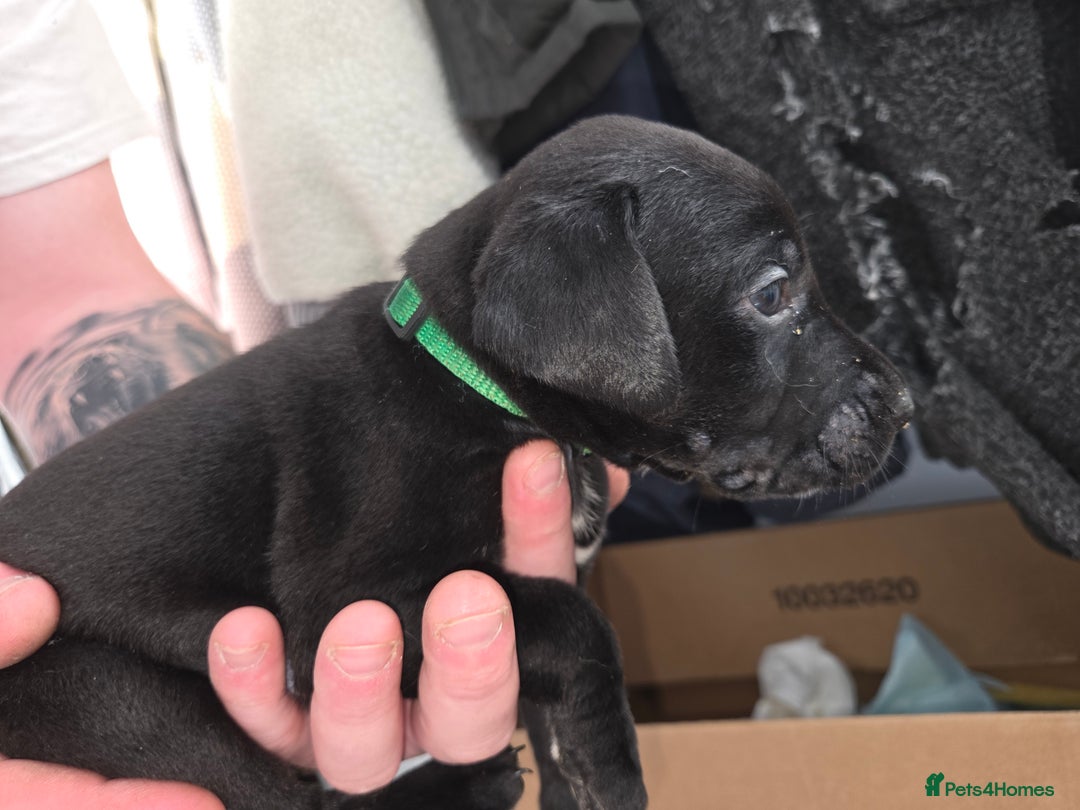 Mixed Breed dogs for sale: Labrador/irish wolf hound  - Image 10