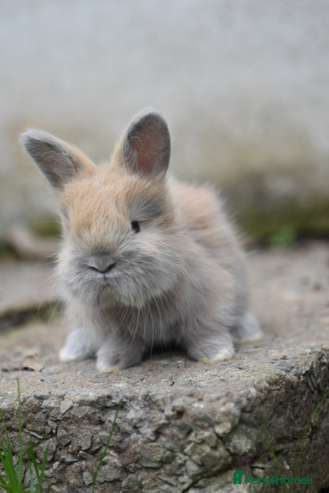 Angora rabbits for sale: French Imported Pedigree English Angoras - Image 7