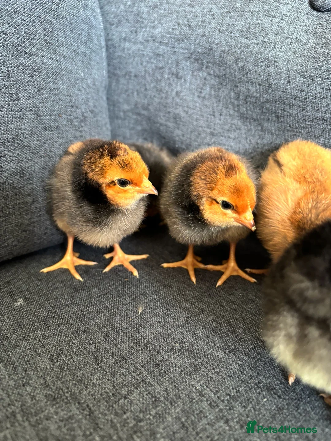 Mixed Breed livestock for sale: Newly Hatched Chicks in Llandeilo - Advert 3