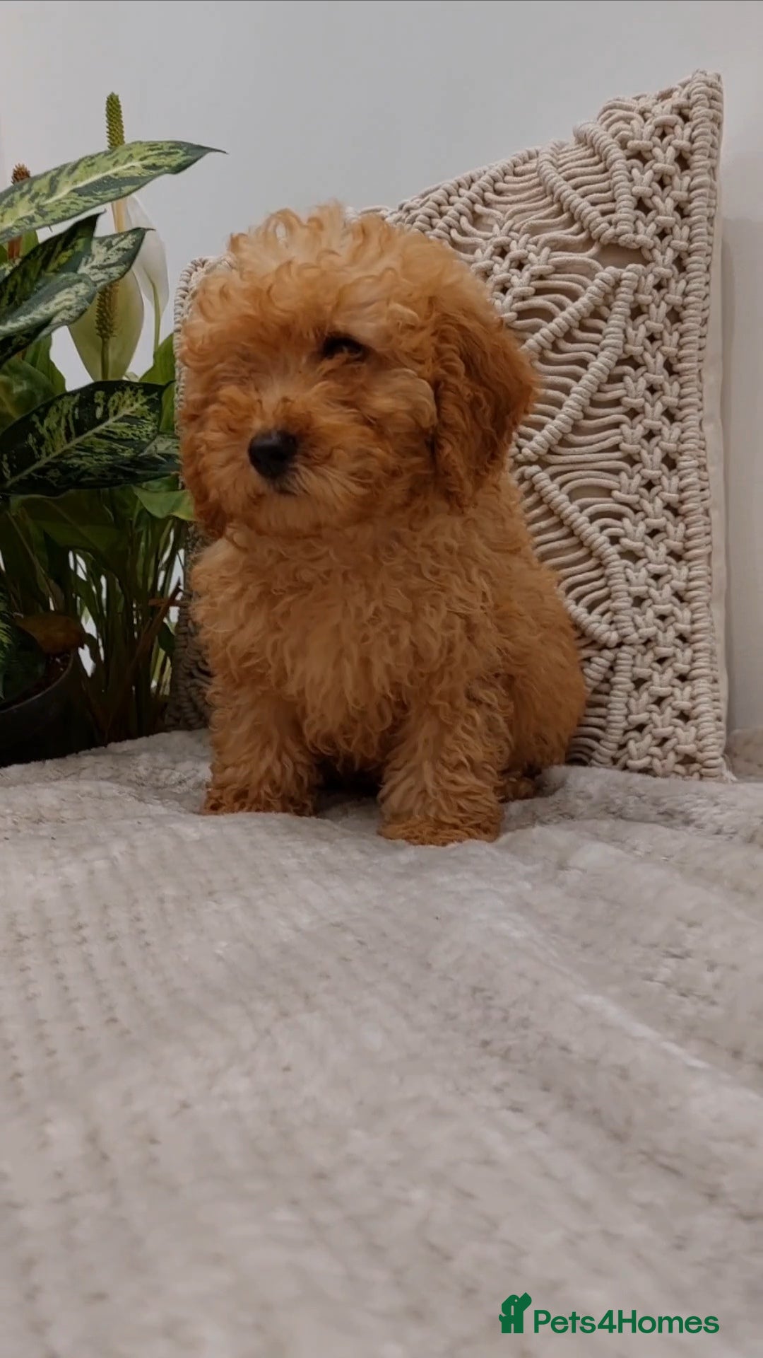 Cavapoo dogs Extensively Health Tested Fox Red Toy Cavapoo - Advert 15
