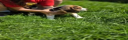 Beagle dogs for sale: Beagle puppies ready for love!! - Advert 14