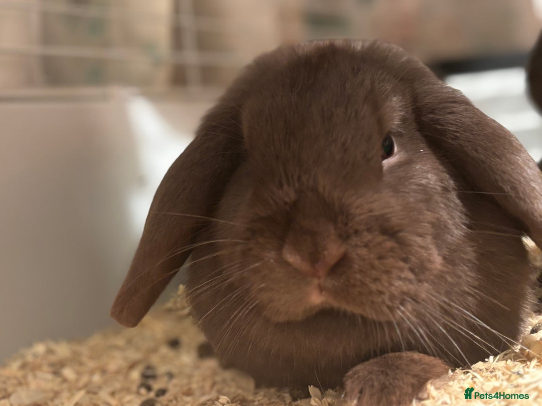 Dutch rabbits for sale: 2 dutch lop rabbits  - Advert 4