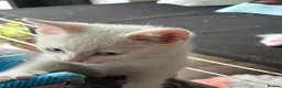 Mixed Breed cats for sale: White kittens  - Advert 6