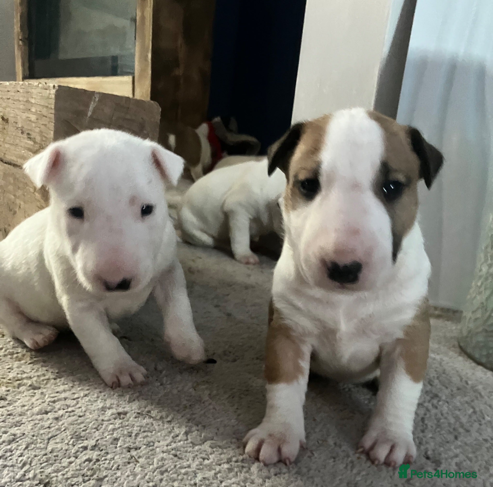 English Bull Terrier dogs 6 x kc registered English Bull Terriers  - Advert 14