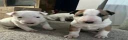English Bull Terrier dogs for sale: 4 x kc registered English Bull Terriers  - Advert 1