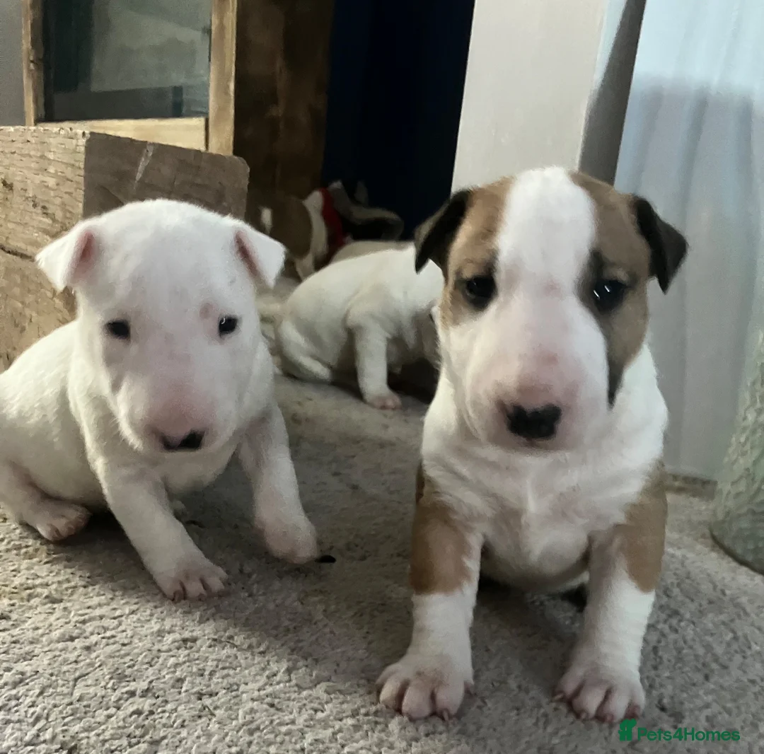 English Bull Terrier dogs for sale: 4 x kc registered English Bull Terriers  - Advert 1