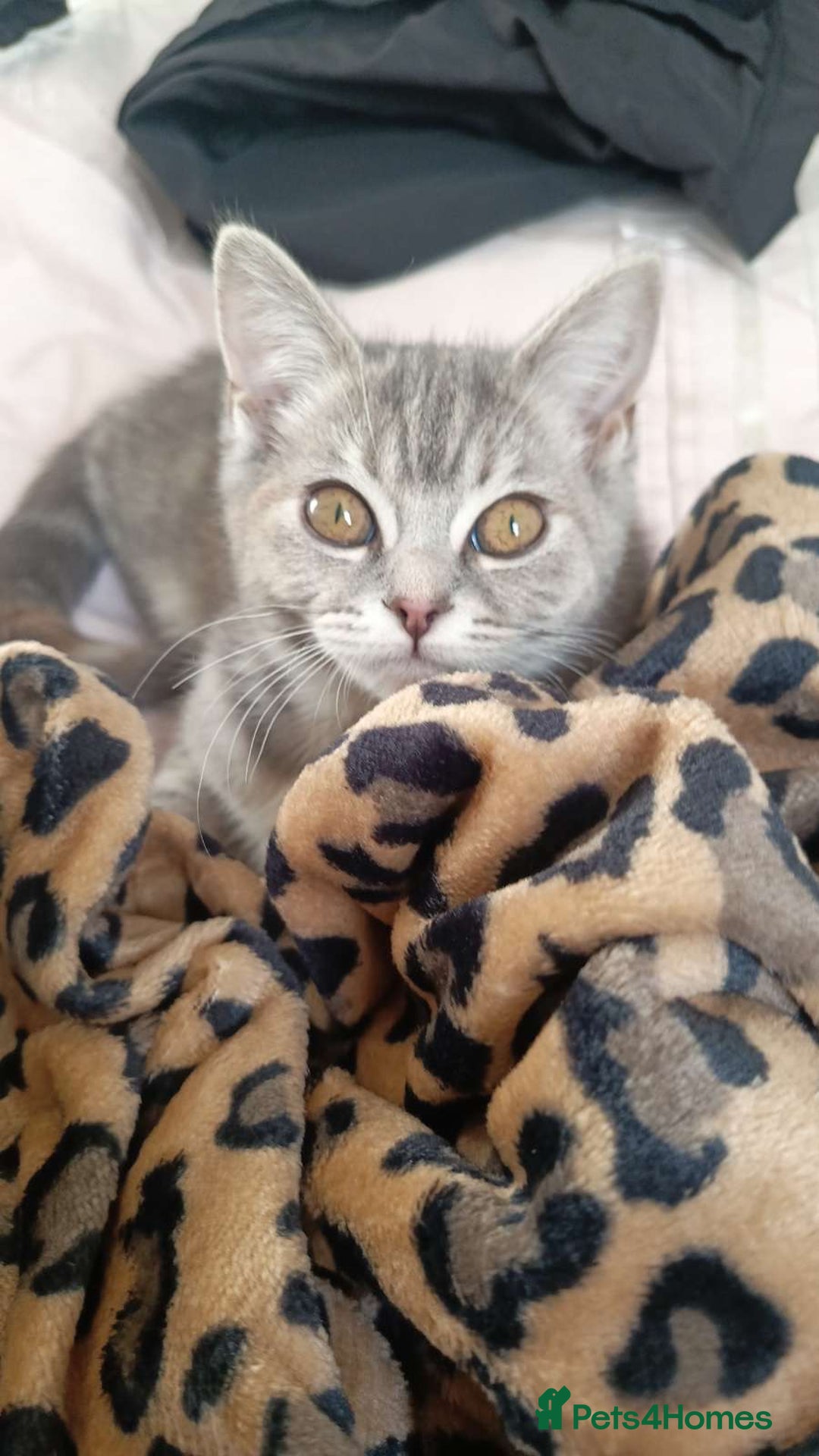 British Shorthair cats for sale: 4 beautiful British Shorthair kittens for sale - Advert 19