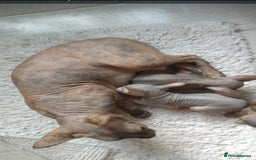 Sphynx cats for sale: Beautiful blue tabby girl - Advert 2