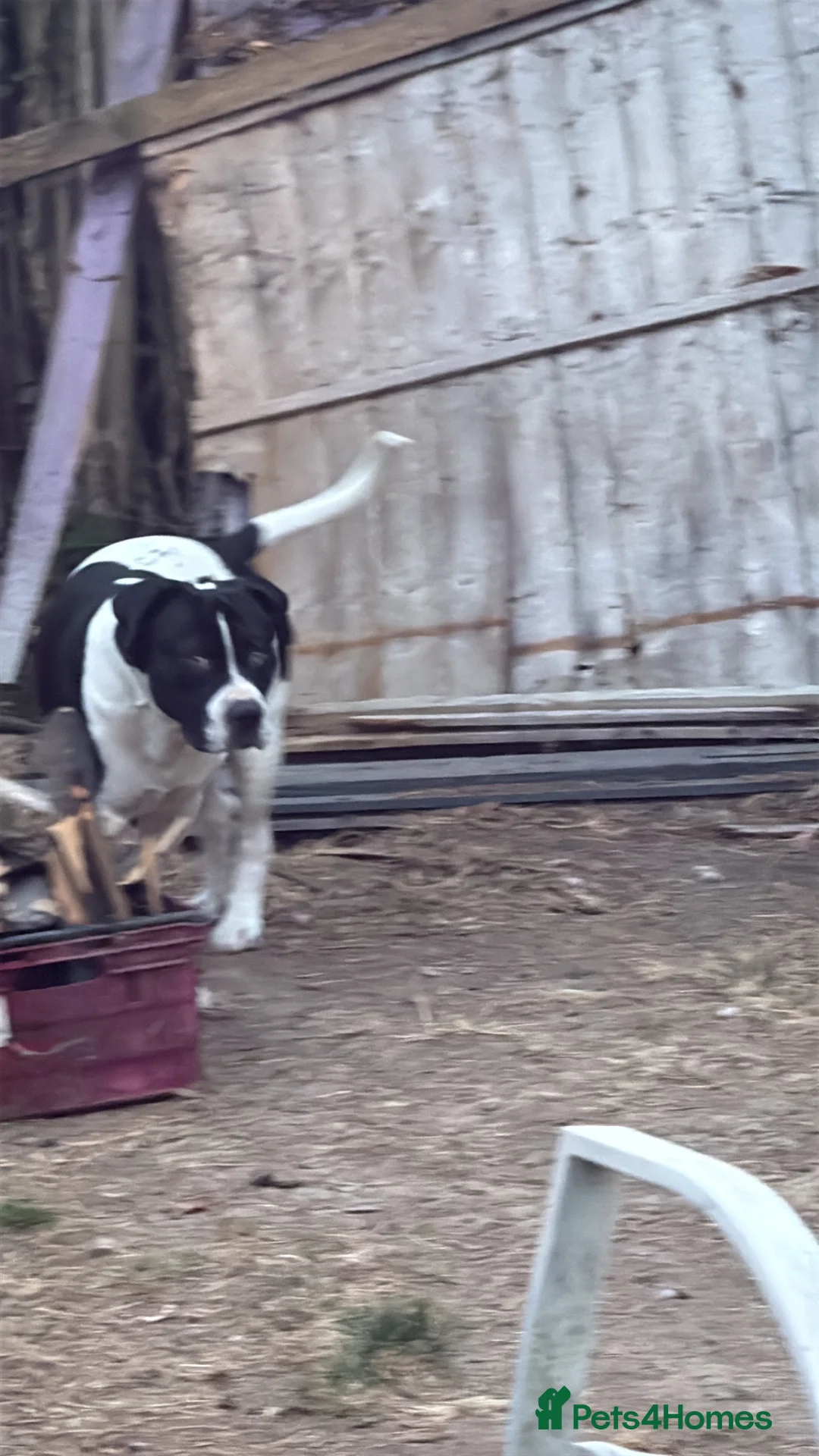 Mixed Breed dogs for sale: American bull dog x staffy  in Rochester - Advert 2