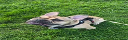 French Bulldog dogs for sale: 7-Month-Old Male French Bulldog - Advert 3