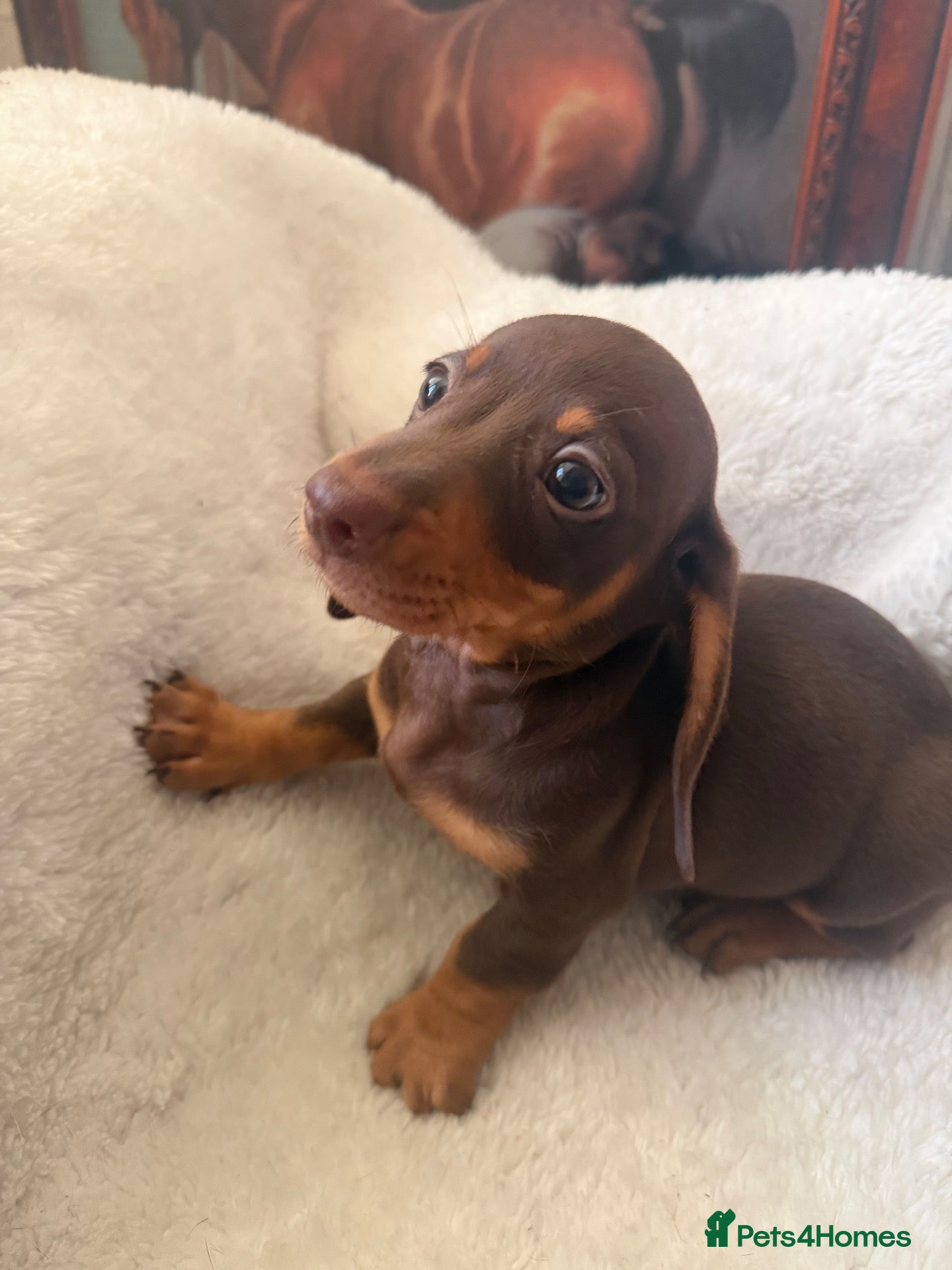 Miniature Dachshund dogs Miniature dachshund puppies - Advert 2