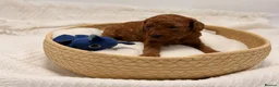 Toy Poodle dogs for sale: 🐩ASIAN Red Purebred Poodle Puppies|DNA Clear🧬 - Advert 21