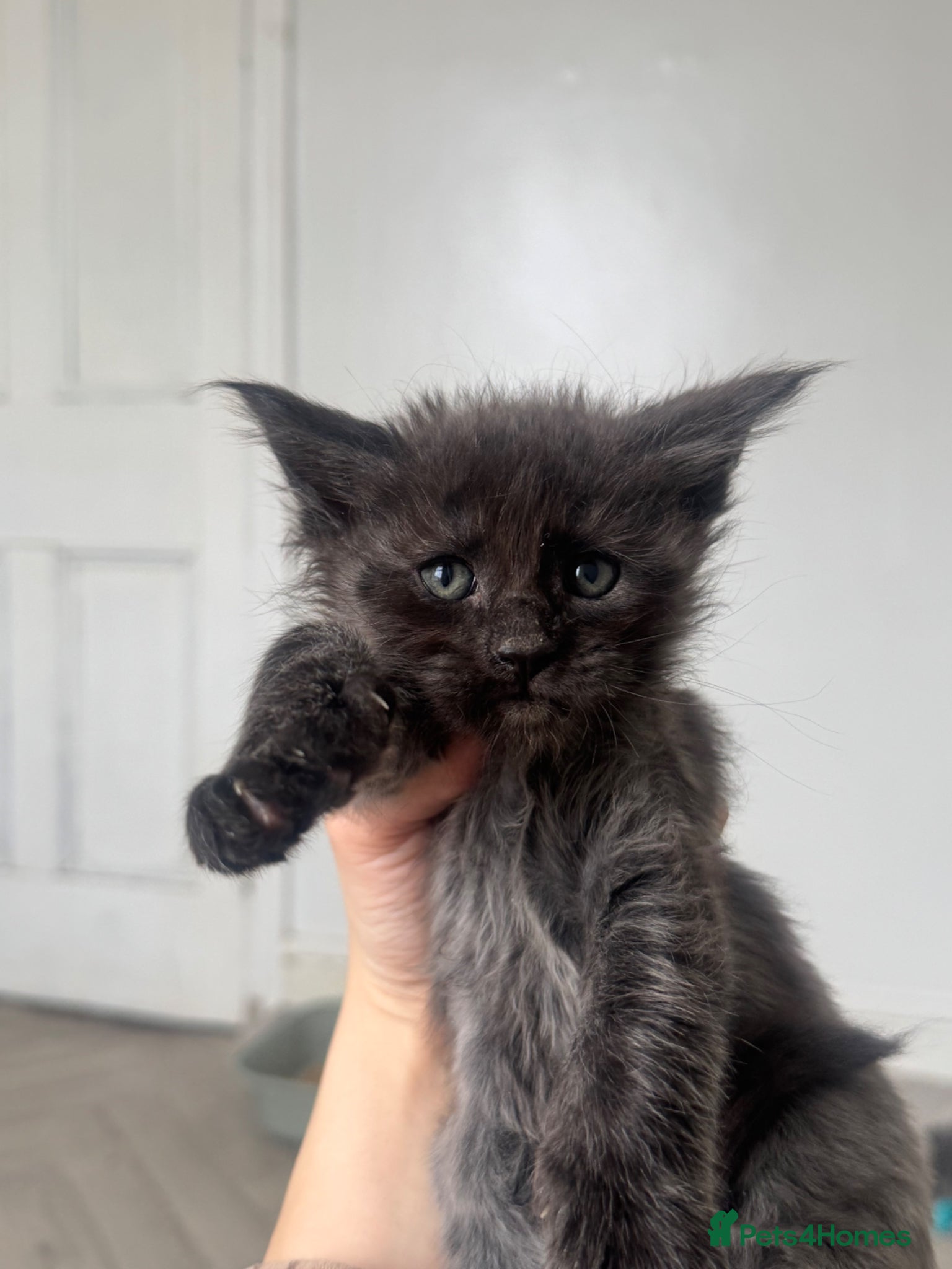 Maine Coon cats TICA Black&Blue Smoke Maine Coons - Advert 6