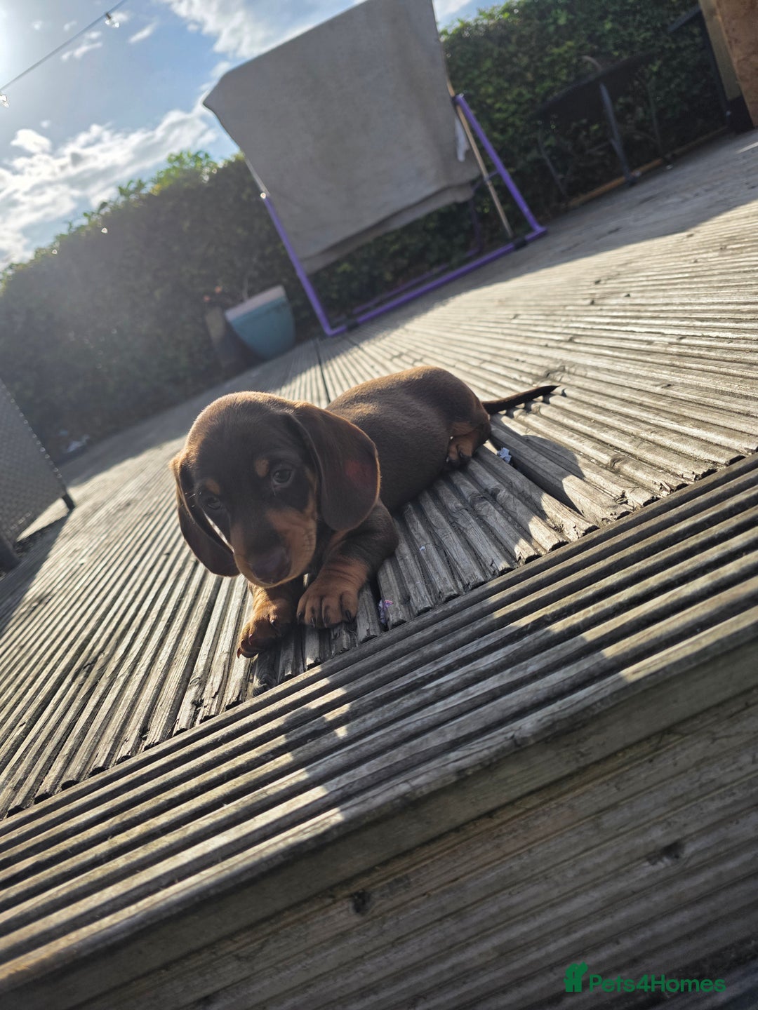 Miniature Dachshund dogs for sale: 3 left mini dachshund BOYS KC READY NOW   - Image 22