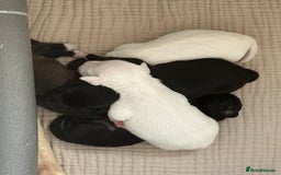 Mixed Breed dogs for sale: Jack Russel x Cockapoo Puppies - Image 33