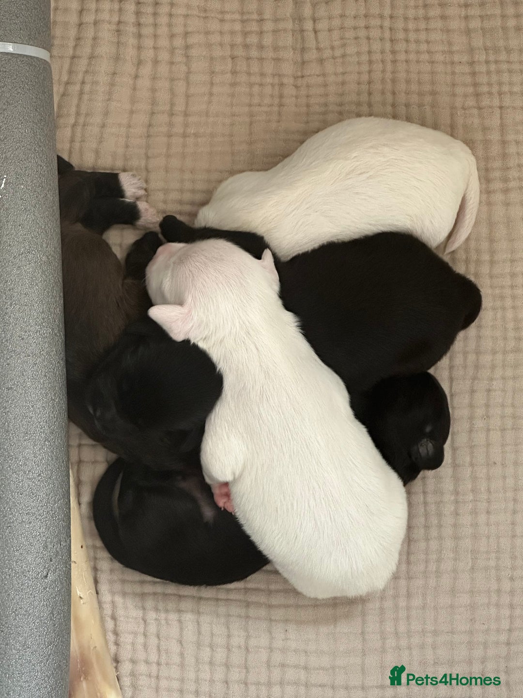 Mixed Breed dogs for sale: Jack Russel x Cockapoo Puppies - Image 33