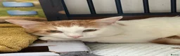 Domestic Shorthair cats for sale: Pancake/ Hunter  in Dudley - Advert 16