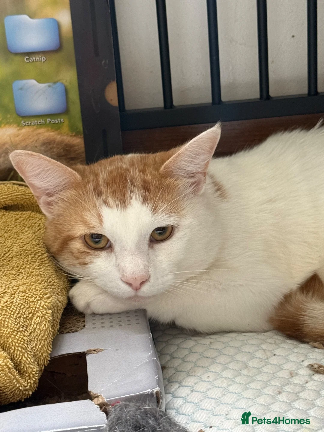 Domestic Shorthair cats for sale: Pancake/ Hunter  in Dudley - Advert 16