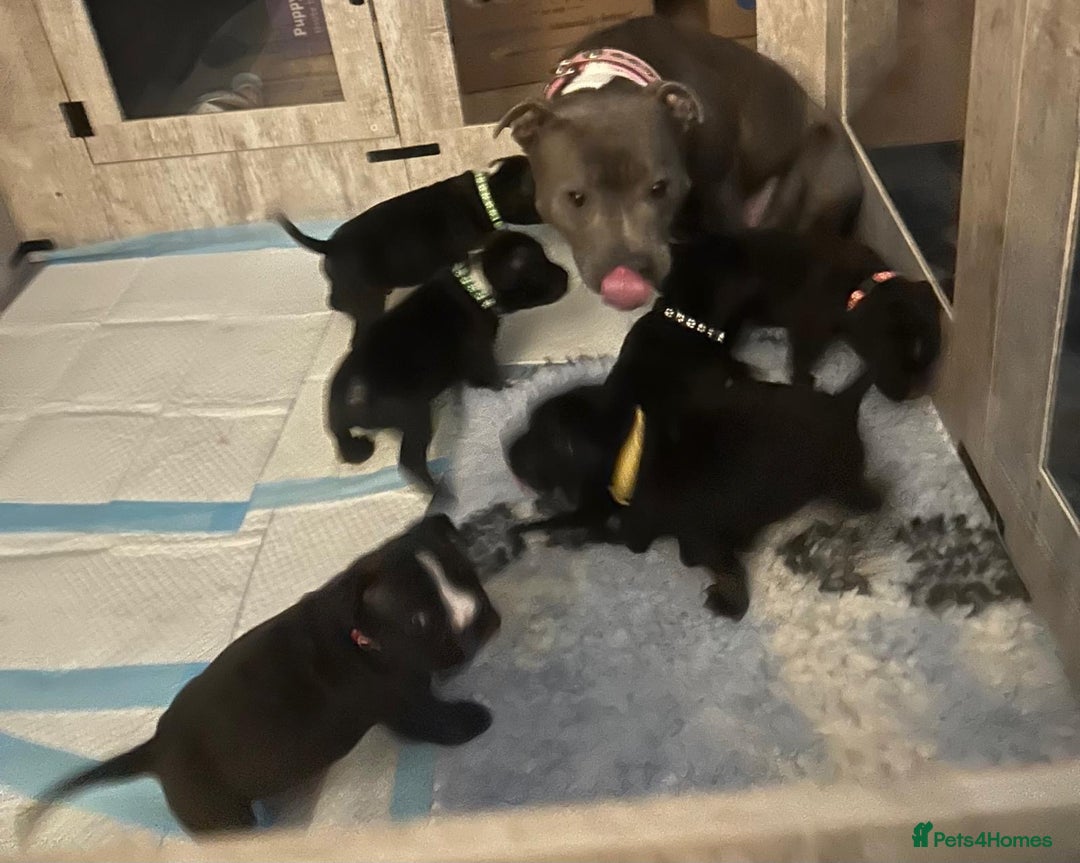 Staffordshire Bull Terrier dogs for sale: LAST 2 KC Registered Staffordshire Bull Terrier - Advert 1