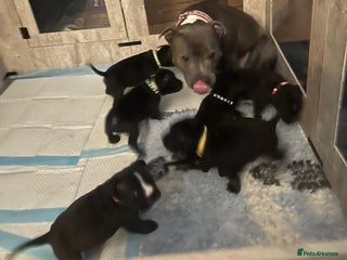 Staffordshire Bull Terrier dogs LAST 2 KC Registered Staffordshire Bull Terrier - Advert 9