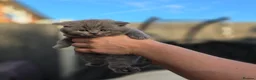 British Shorthair cats for sale: BEAUTIFUL BRITISH SHORTHAIR KITTENS  - Advert 9