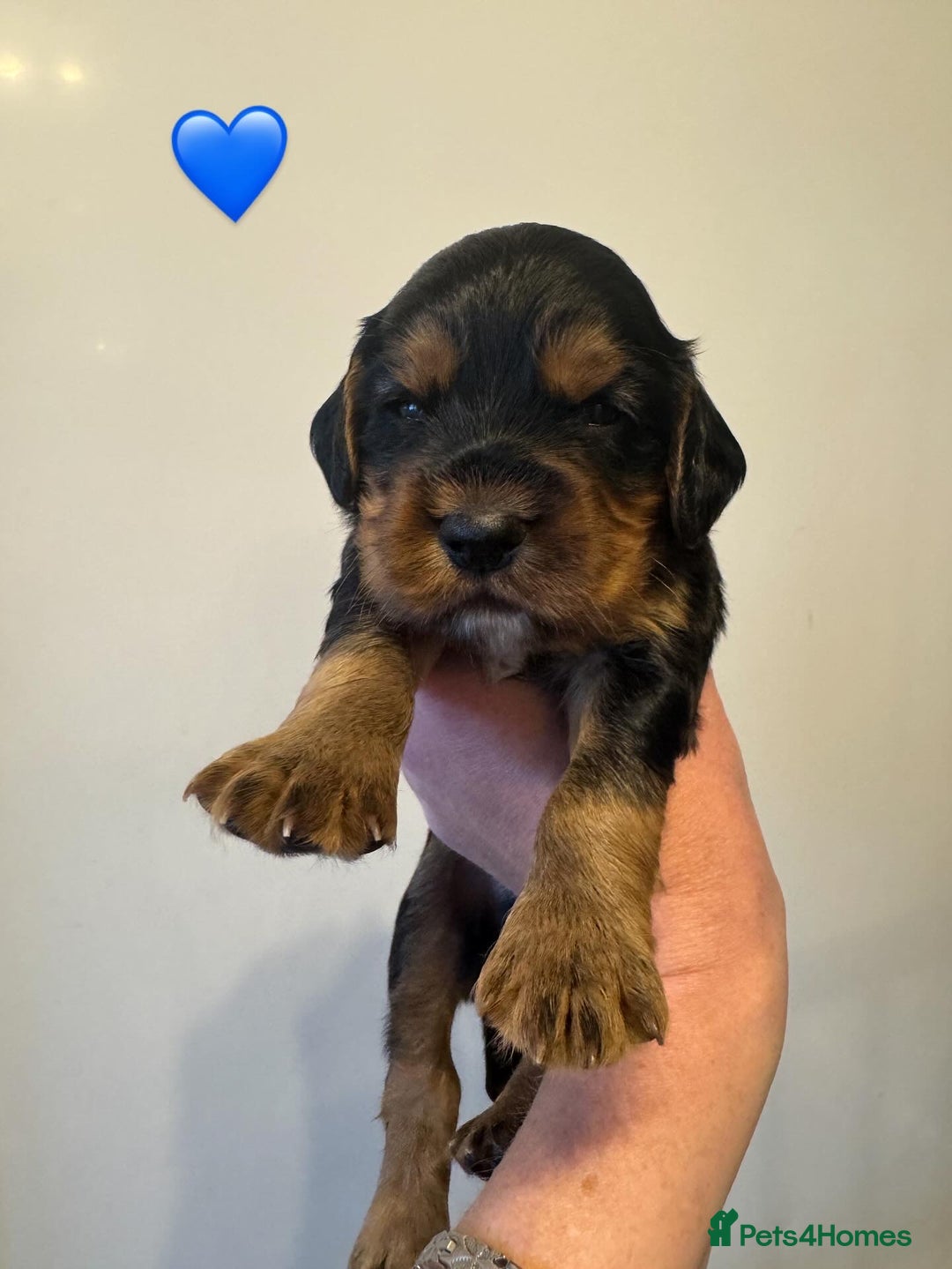 Cocker Spaniel dogs for sale: KC reg cocker spaniel pups  - Image 2