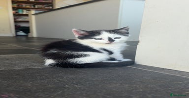 Mixed Breed cats - Advert 13