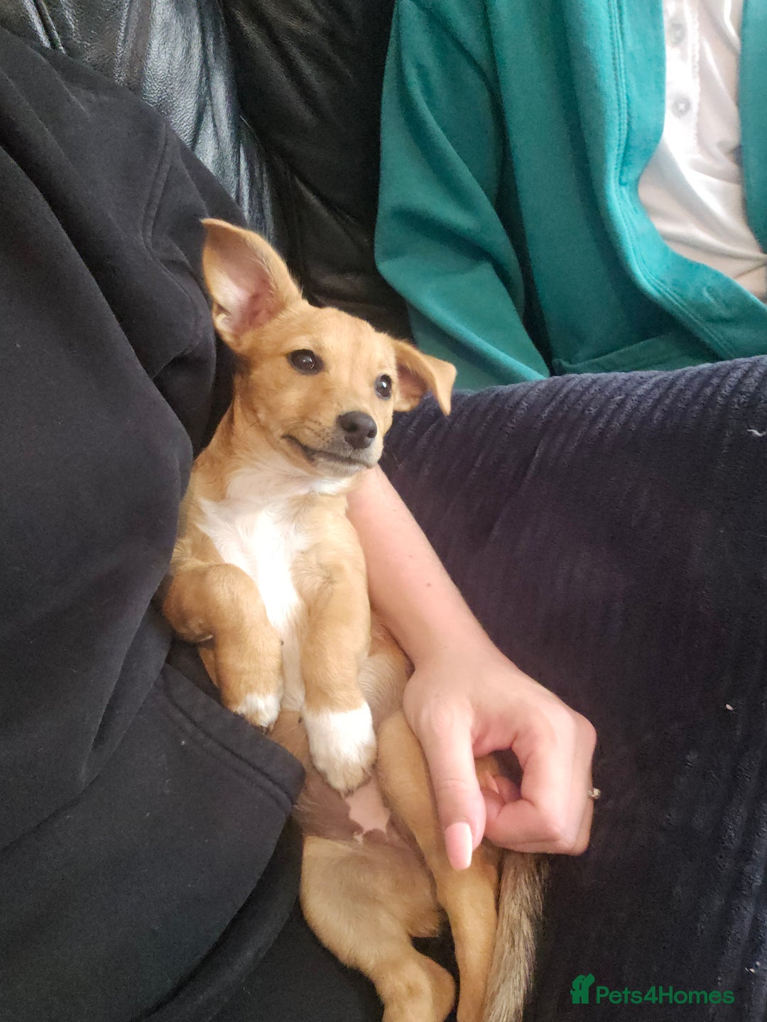 Mixed Breed dogs for sale: Meet Coco - Image 1